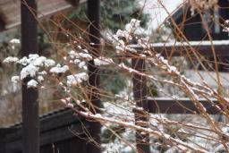 Resize of DSC01766.JPG